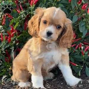 Alfie, Cocker Spaniel Puppy